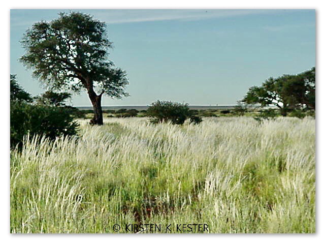 Flying micro-light above African wildlife @ Kirsten K Kester | InsightandVisions.com