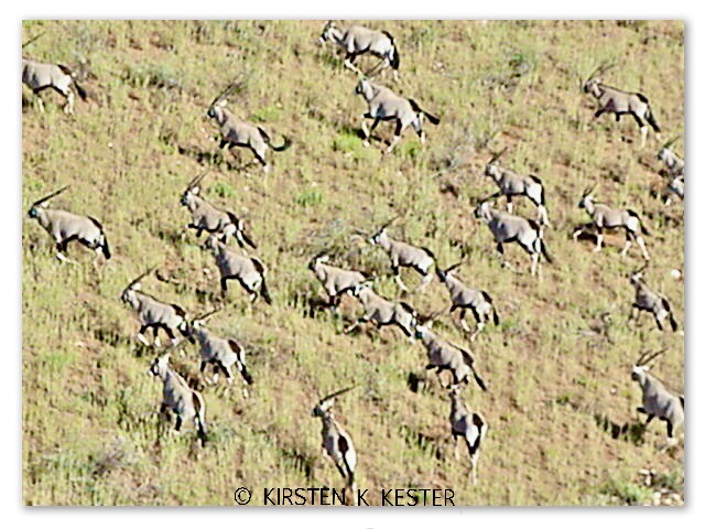 Flying micro-light above African wildlife @ Kirsten K Kester | InsightandVisions.com