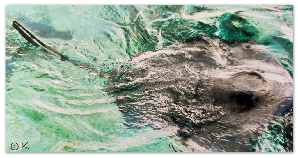 A Southern stingray /Swimming with sharks and a stingray that purrs @ Kirsten K Kester | InsightandVisions.com