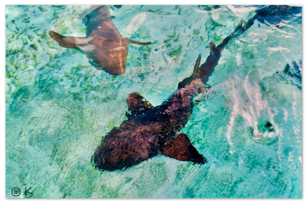 Nurse sharks /Swimming with sharks and a stingray that purrs @ Kirsten K Kester | InsightandVisions.com