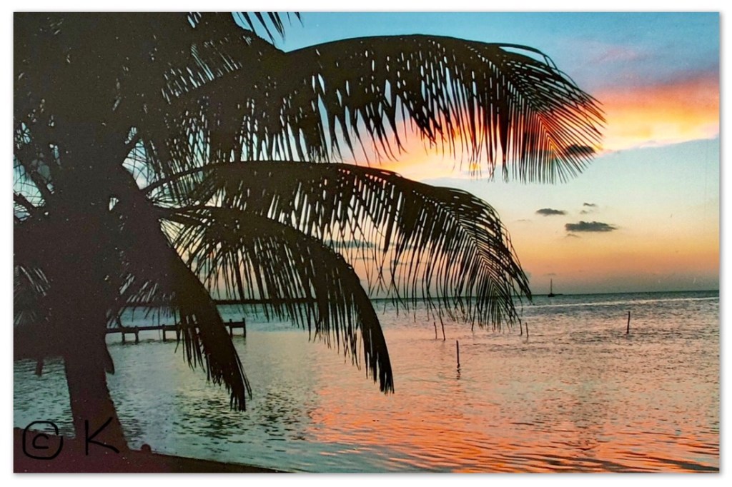 Palm beach with a beautiful sunset / Swimming with sharks and a stingray that purrs @ Kirsten K Kester | InsightandVisions.com