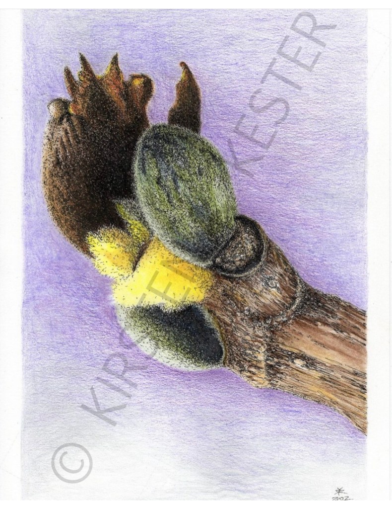 My Artworks / chestnut @ Kirsten K Kester | InsightandVisions.com